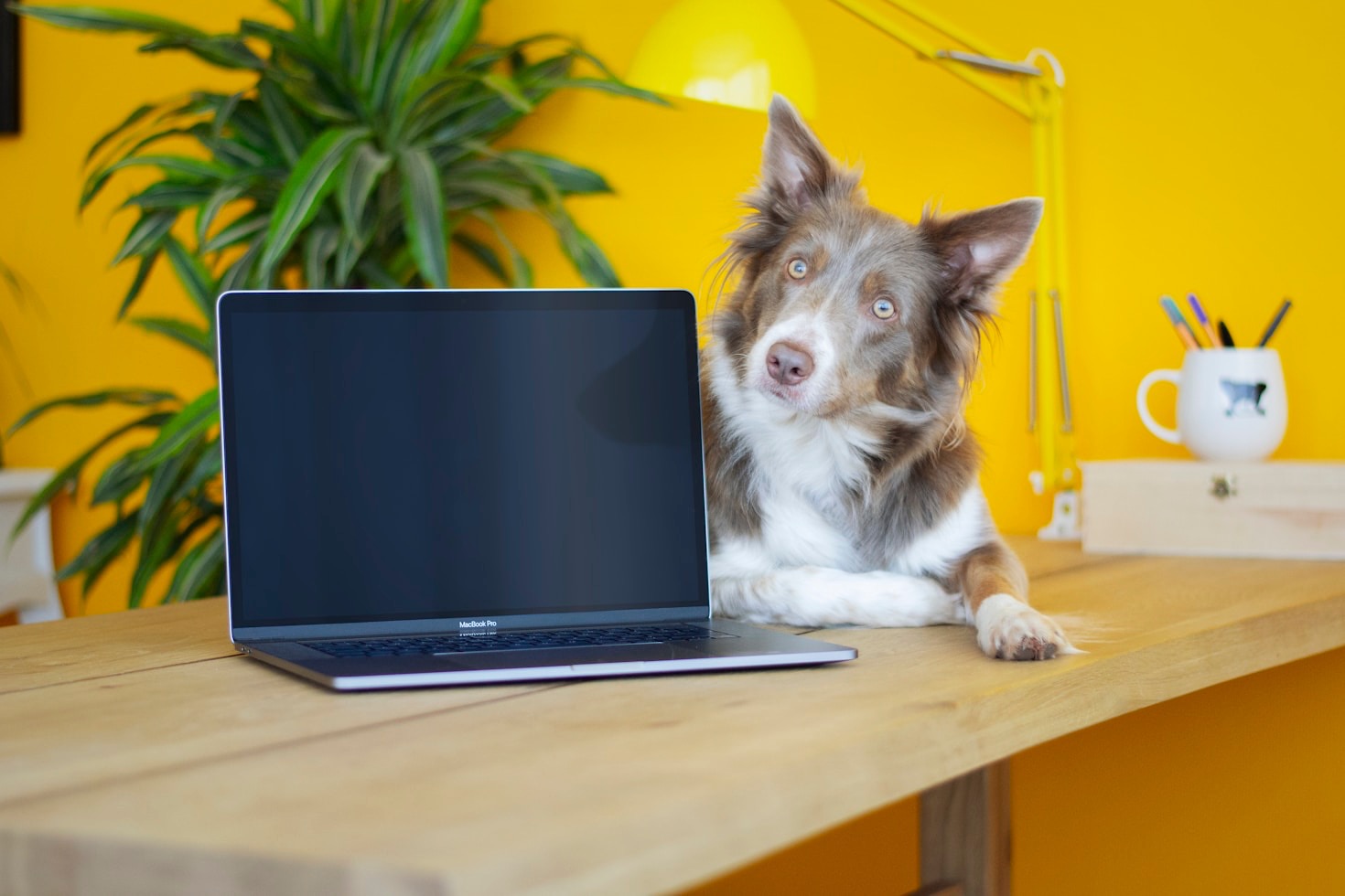 Inclusione sociale attraverso la collaborazione con i cani