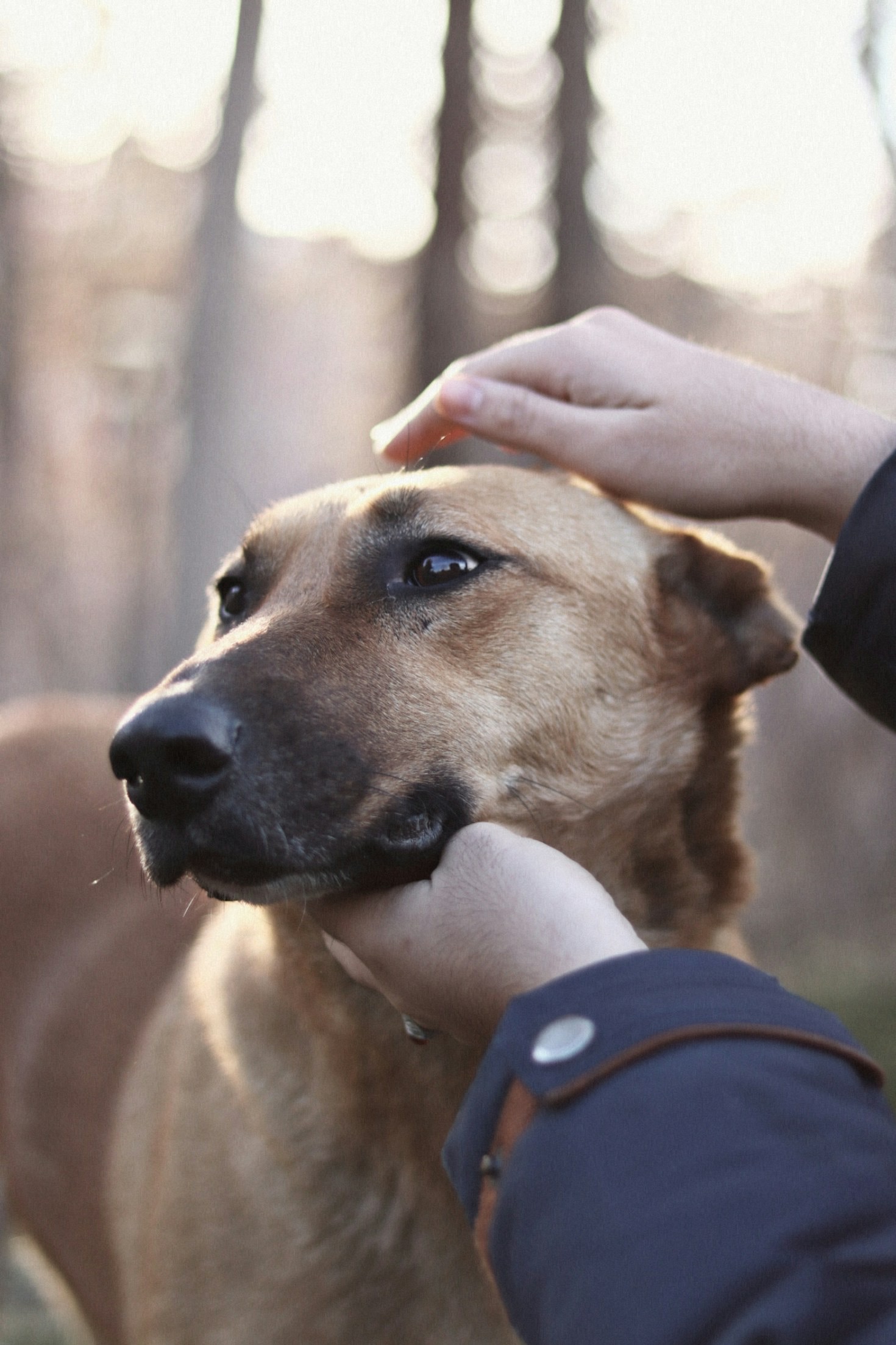 Il ruolo della tecnologia nell’addestramento dei cani